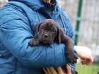 Cane Corso tata