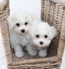 Mini �t��ata Bi�onka jsou k dispozici a p�ipravena k prodeji.