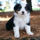 Prod�m zdrav� a o�kovan� �t��ata fenky a pejska Border kolie