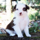 Prod�m zdrav� a o�kovan� �t��ata border kolie