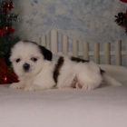 Prod�m hygienicky a soci�ln� vy�kolen� �t��ata SHIH TZU