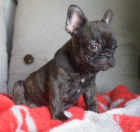 Prod�m �t��ata francouzsk�ho buldo�ka.