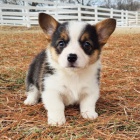 Zdrav� a hygienicky nez�vadn� �t��ata Pembroke Welsh Corgi na prodej.