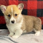 Prod�m zdrav� �t��ata Welsh Corgi Pembroke.