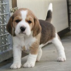 �t��ata b�gla k dispozici a p�ipravena k prodeji.