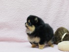 Nmeck pic trpasli (pomeranian) - tnata s pp