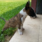 Prod�m kr�sn� �t��ata anglick�ho bulteri�ra.