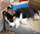 Prod�m �t��ata Pembroke Welsh Corgi.
