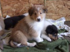 ttka SHELTIE pejsek a fenka k adopci.