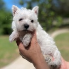 Prod�m o�kovan� a od�erven� mini �t���tka West Highland White Terriers