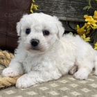 �t��ata bi�onka jsou k dispozici a p�ipravena k prodeji.