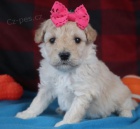 Prod�m �t��ata bi�onka poo. 