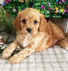 Prod�m hygienicky vycvi�en� miniaturn� �t��ata Cavapoo.