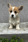 Pembroke Welsh Corgi tata