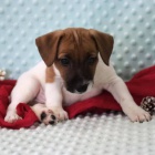 Prod�m kr�sn� a rozko�n� �t���tka jack russell teri�ra.
