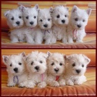 Prodm mini mini tata West Highland White Terriers