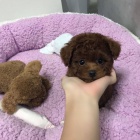 Mini Toy prod�m zdrav� a hygienicky vycvi�en� �t��ata Pudla.