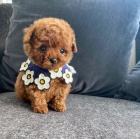 Prod�m �t��ata pudla