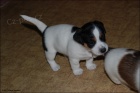 Jack Russell tata k adopci.