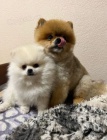 pomeranian MINI tn