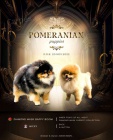 pomeranian MINI tn