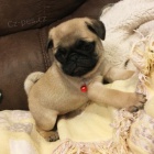 Prod�m kr�sn� mini o�kovan� �t��ata b�ov�ho mopse