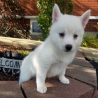 Prodm tata Pomskies (kenec sibisk husky a pomeranian)