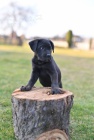 Cane Corso tata