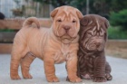 Prodm nsk tata po okovn Shar-pei