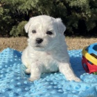 Prod�m mini �t��ata bi�onka.