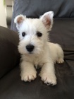 Prodm tata West Highland White Terriers