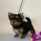 Prod�m roztomil� a kr�sn� miniaturn� �t���tka jork��rsk�ho teri�ra.