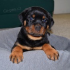 �t��ata rotvajlera k adopci.