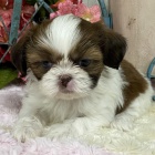 Prodm tata SHIH TZU