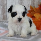 Prod�m roztomil� a zdrav� �t��ata havanese.