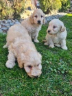 Goldendoodle tata na prodej