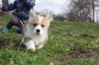 Pembroke Welsh Corgi tata