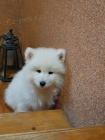 Samojed krsn ttka