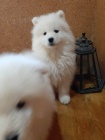 Samojed krsn ttka