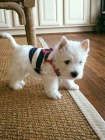 Prodm tata West Highland White Terriers