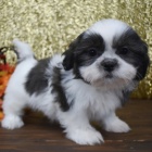 Prodm mini rozkon okovan tata SHIH TZU