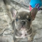 Prod�m ZDRAV� a O�KOVAN� �t��ata francouzsk�ho buldo�ka.