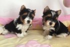 Prod�m mini �t��ata Yorkie Biewer.