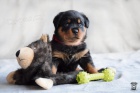 �t��ata rotvajlera s PP - Rottweiler (RTW) - �t�n�