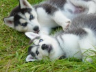 sibi�sk� husky fenky