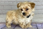 Prod�m mini �t��ata Yorkiepoo.