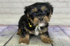 Prod�m mini �t��ata Yorkiepoo.