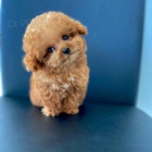 Prod�m �t��ata pejska a fenky Toy mini pudla.