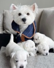 Prod�m mini �t��ata West Highland White Terriers