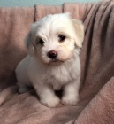 Prod�m roztomil� a zdrav� �t��ata havanese.